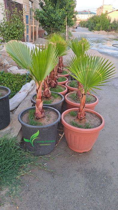 Вашингтония пальмалари сотилади