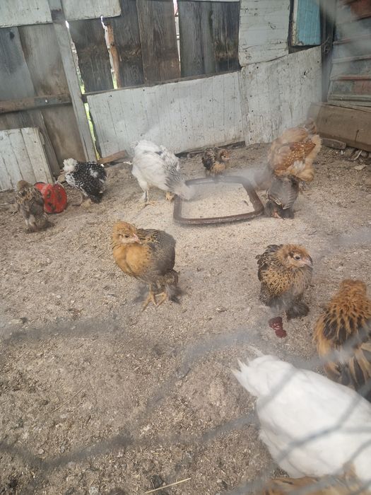 Pui de vânzare din rasă Brahama