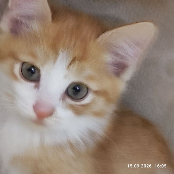 Солнечный котёнок