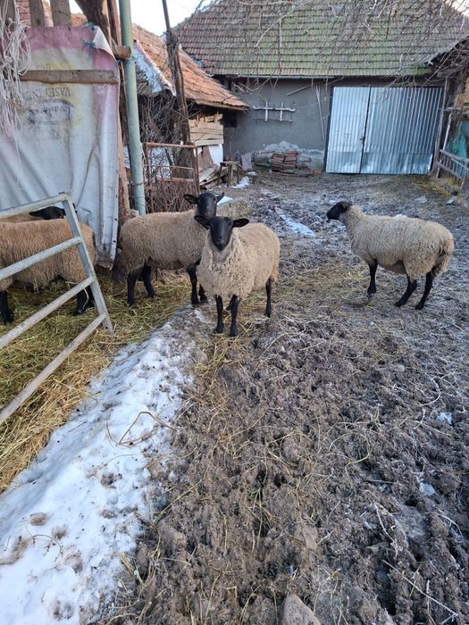 Oi Suffolk - gestante sau cu miei -