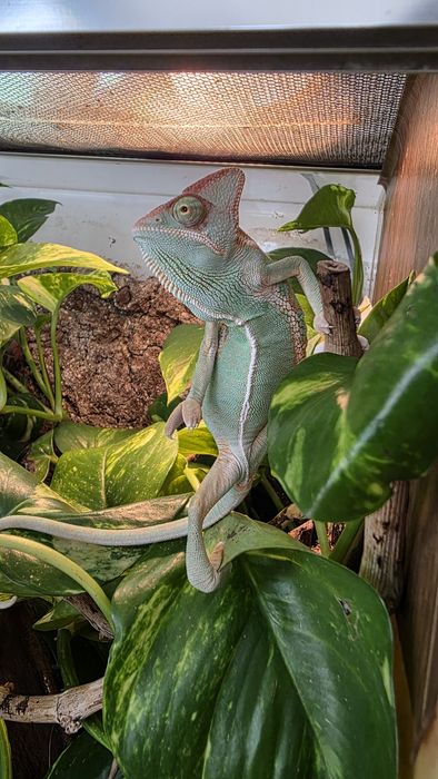 Vand Cameleon veiled
