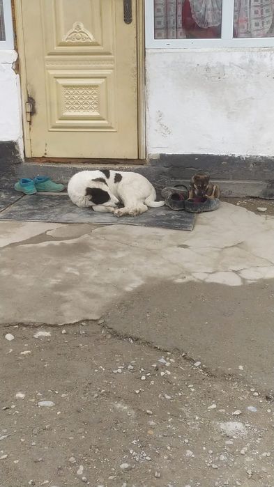 Алабай кушик     .