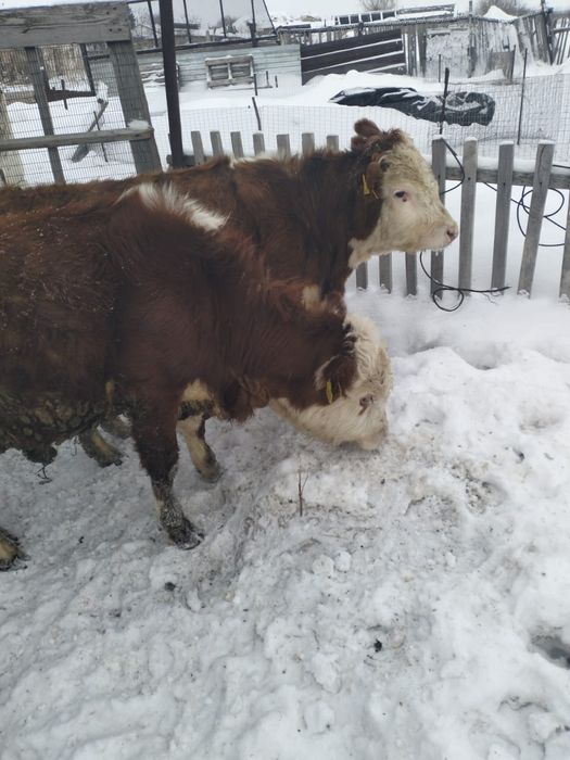 Продаются бычки 1 год