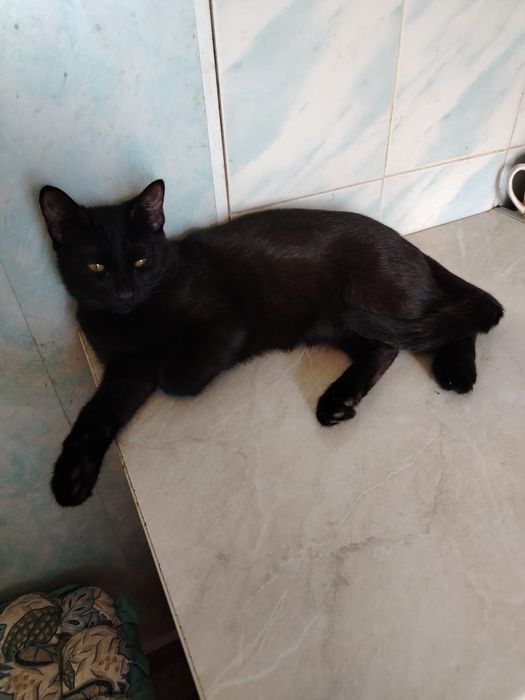 Котёнок ищет семью