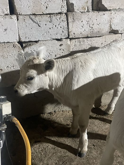 Бұзау сатылады бузау