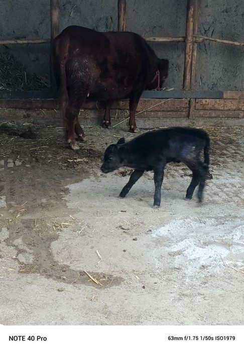 Ангус. 1 Корин тугиши