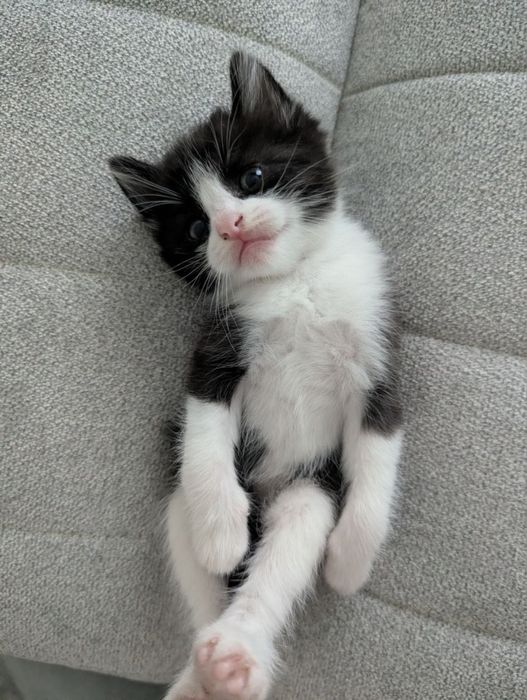 Отдам даром домашние котята
