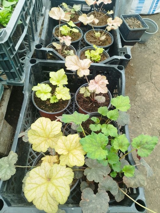 Рассада цветов и овощей