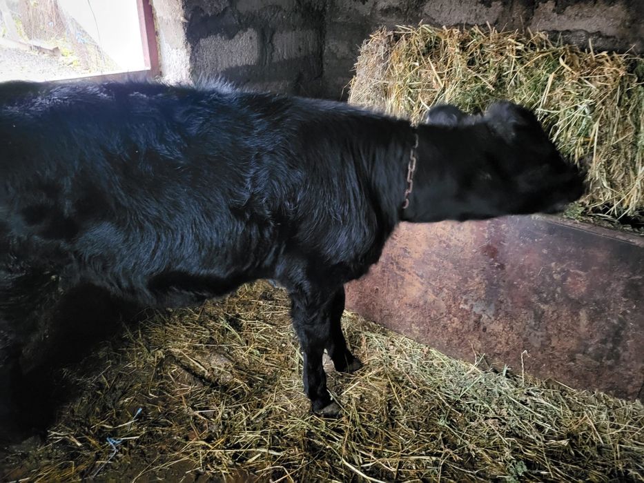 Vand Vițea de 4 luni.