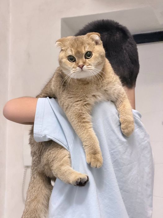 Продается кошка, золотая шиншила