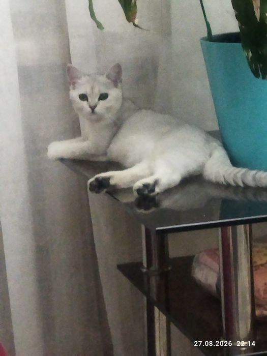 Срочно продаются котята