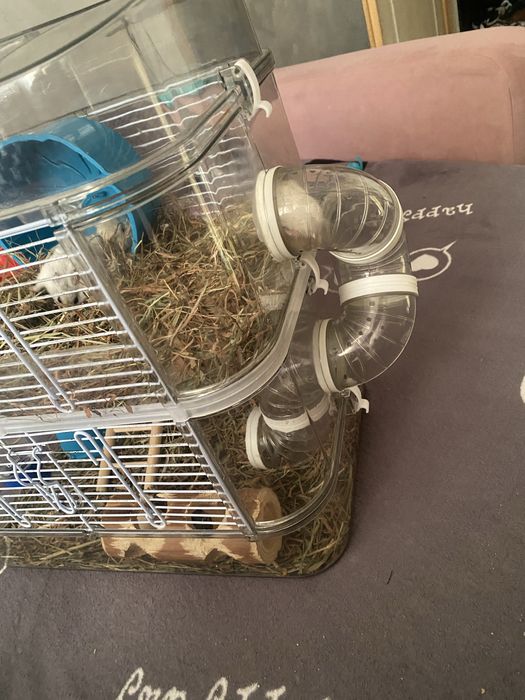 Vand 2 hamsteri cu cusca