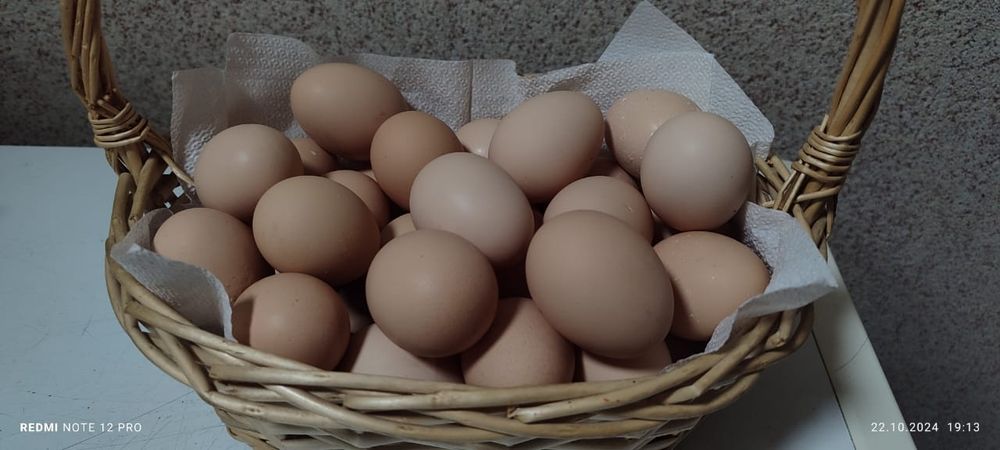 Продам курей несушек породы  Сони