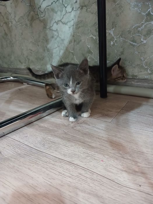 Отдам котят бесплатно