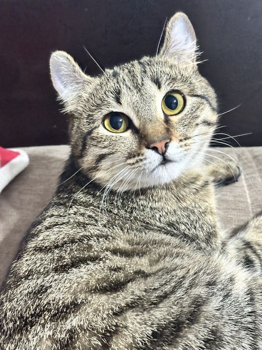 Кошки Мысық бесплатно