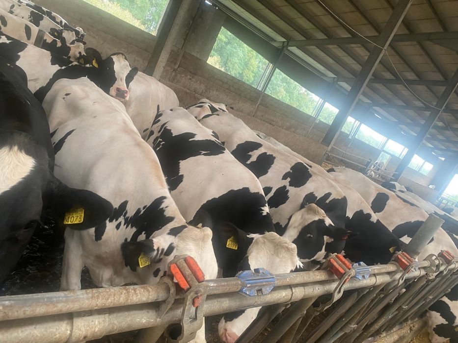 Vaci Juninci Holstein Baltata