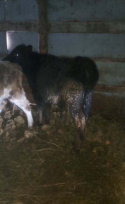 Продам 1бычок 4 телочку комолие