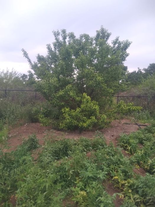 Дача в ТЭЦ 1 в хорошем состоянии