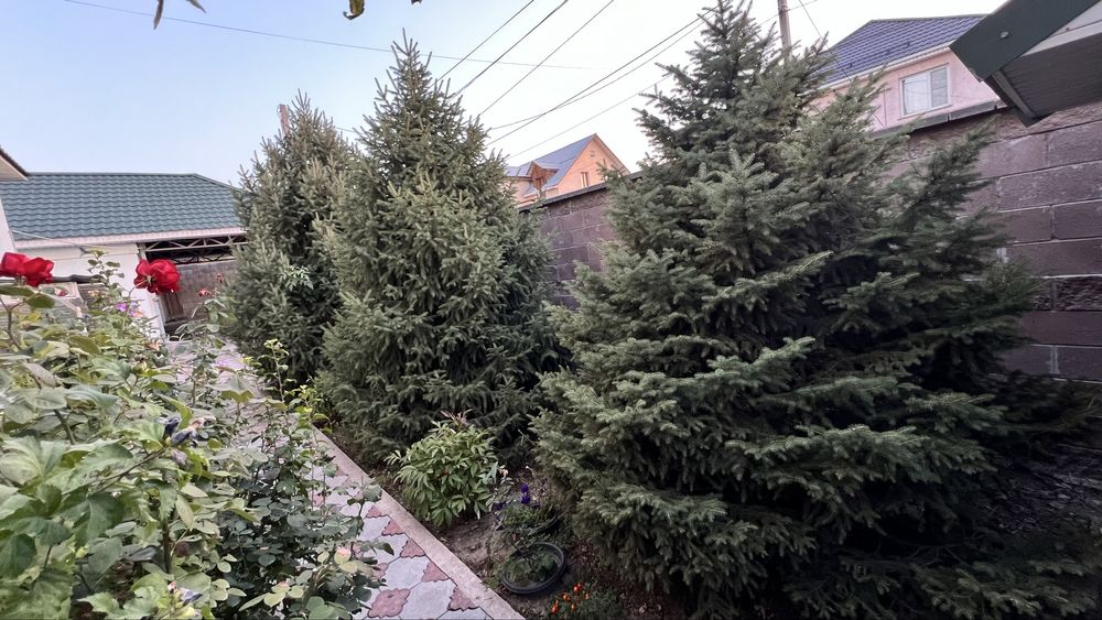 Продам живые  ели