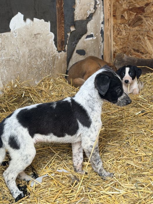 Продам щенков Грейхаунд