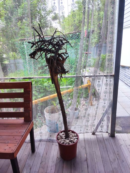 Дерево насест для попугаев волнистых.