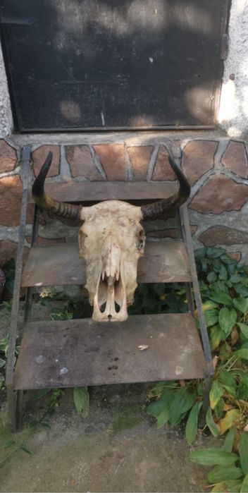 Рога и черепи за колекциониране