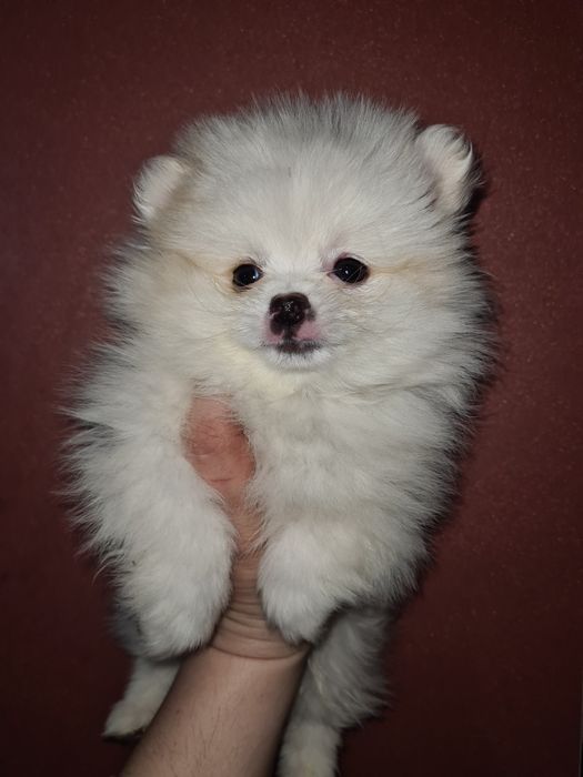 Продам щенка шпица.