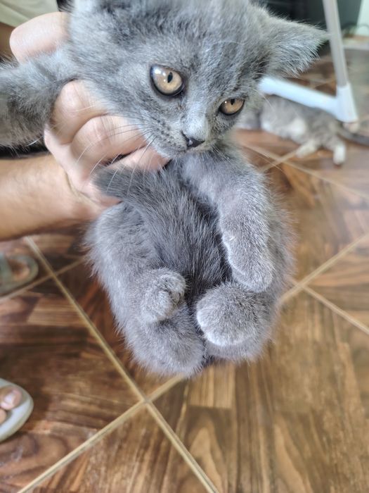 Отдам в хорошие руки котёнка