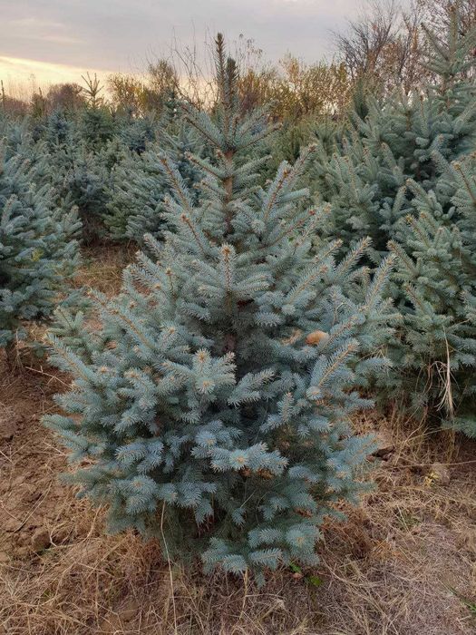 Голубые ели, Picea pungens glauca Glabosa