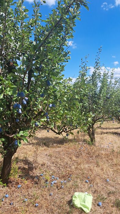 Gem 100% natural de prune