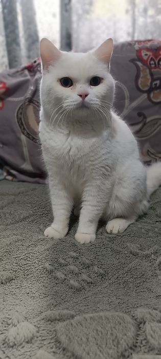 Продается кот Страйт