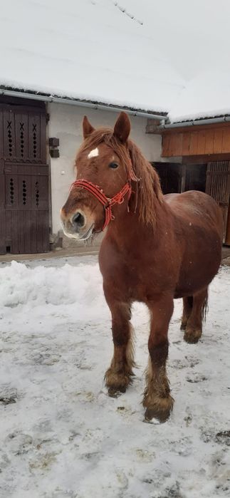 Vând iapă de 6 ani, gestantă