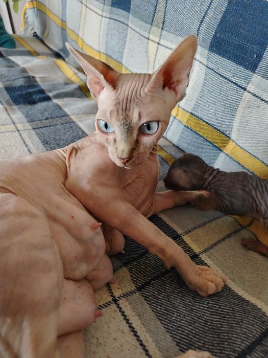 Котята сфинкс чистокровные