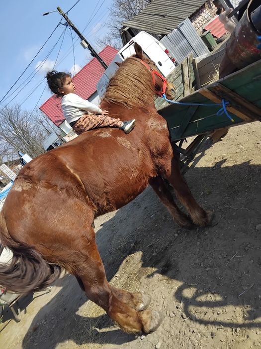 Vândă cal castrad  fac si schimb