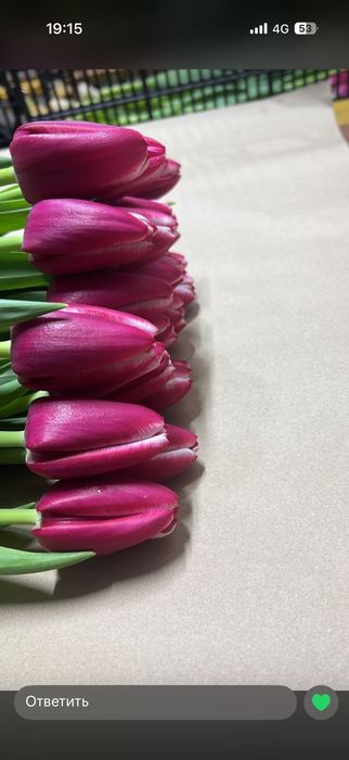 Тюльпаны оптом Алматы /Цветы Роза