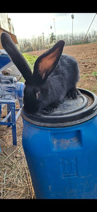 Iepuri de vanzare urias belgian