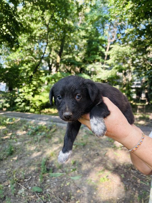 Щенки девочки и мальчики