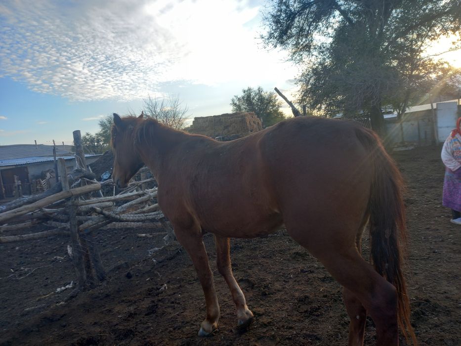 Продам справного жеребца