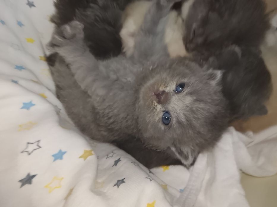 Zotli mushukchalar sotuvda