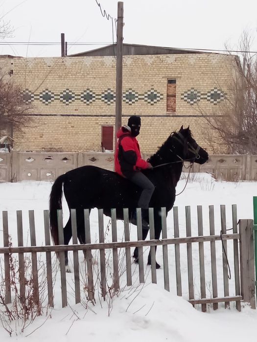 Айғыр сатылады….