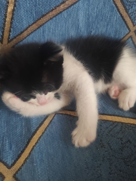 Отдам котят. Возраст 1 мес.