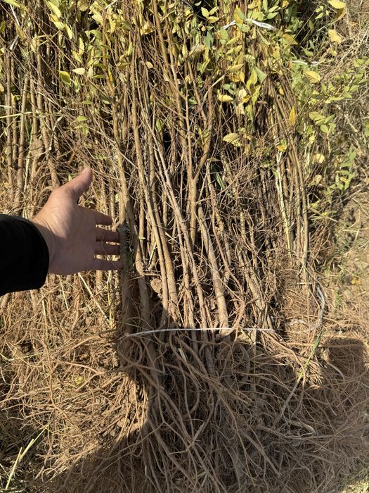 Вяз (карагач) оптом