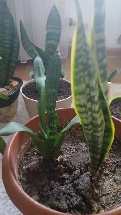 Цветы в горшках почти даром.