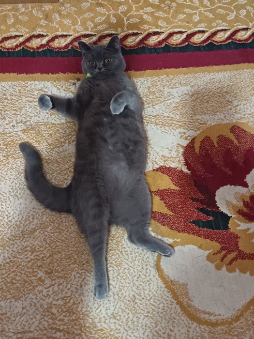 E'lon Btritanskiy strayt Mushuk sotiladi