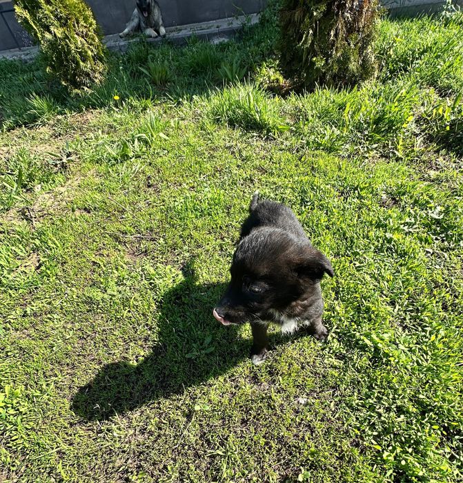 Отдам щенков в добрые руки