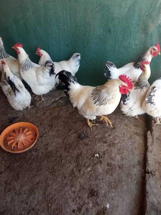 Adler Seribro tovuq tuxumlariga zakaz olamiz