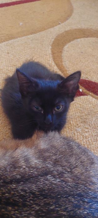 Чёрная кошечка 2.5 месяца