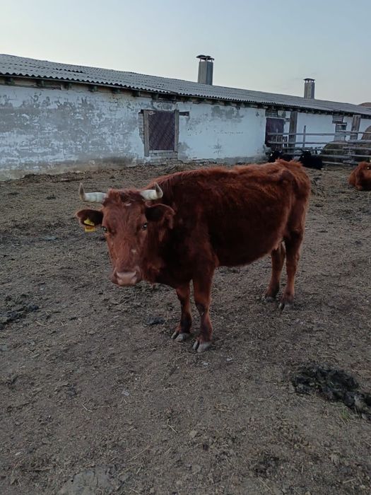 Сиырлар бұзауымен сатылады !!!