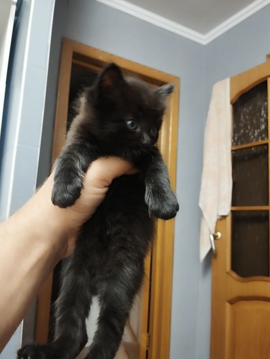 Котята красивые .район мдс