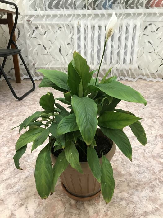 Цветы комнатные продам